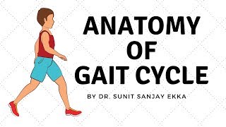 Gait Cycle Muscle Activity [upl. by Naghem]