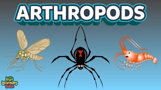 The Arthropods Complex Animals Insects [upl. by Yelraf]