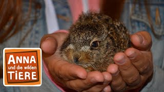 Feldhase und Wildkaninchen  Reportage für Kinder  Anna und die wilden Tiere [upl. by Vernor]