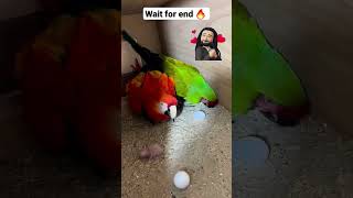 macaw breeding pair🔥  how to breed macaw  shorts [upl. by Oiluarb]