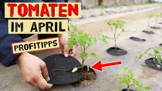 Tomaten im April  Das gibt es jetzt zu tun Später Aussaat Pikieren Pflanzen vor Kälte schützen [upl. by Zeugirdor886]