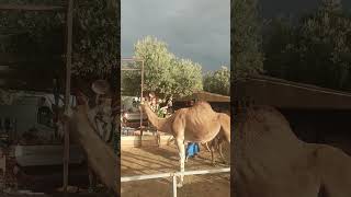 🐫 chameaux ifrane fes dromadaires [upl. by Weissman]