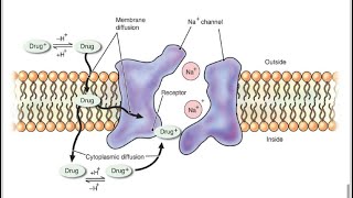 Local Anesthetics  Pharmacology [upl. by Eneliak381]