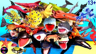 New 184 Sea Animals  Sharks Whales Fish Shellfish Cephalopods Crustaceans Turtles 13 [upl. by Bitthia]