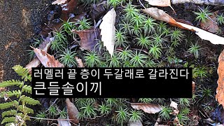 큰들솔이끼 Pogonatum japonicum Sull et Lesq [upl. by Vinay270]