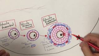 Histología Desarrollo folicular [upl. by Alanah]