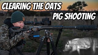 Clearing the Oats  Feral Pig Cat amp Fox Shooting with my 308Win Rifle amp Thermion 2 LRF XG50 [upl. by Bakemeier]