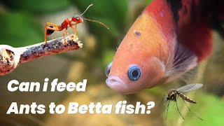 How To Feed Live Ants And Insects To Betta Fish  Healthy Food Guide [upl. by Eirb]