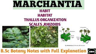 MARCHANTIA  Its Classification Characteristics Scales Rhizoids  BSc botany Notes ZBC [upl. by Naiditch141]