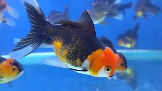 007 GoldFish  Beautiful Goldfish  Part 5  Farming  WinLine Production [upl. by Anirdua263]