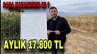 10 DÖNÜM MISIR TARLASI KAÇ PARA KAZANDIRIR [upl. by Drisko]