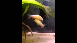 Albino Corydoras carrying and placing eggs in the Aquarium [upl. by Ianaj541]