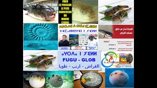 ⴰⵖⵔⴹⴰ  ⵟⴻⴱⴱⴰ ⵏ ⵢⵉⵍⵍ  Le Fugu  Glob  ارنب البحر  الطوبة [upl. by Berkow]