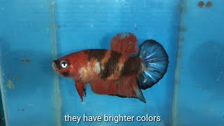 how to GENDER BETTA FISH  meet ups  SHOUTOUTS tagalog w eng sub hendrix backyard [upl. by Aura]