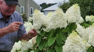 Complete Guide To Enjoying Panicle Hydrangeas  Hardy EASY To GROW amp Incredibly BEAUTIFUL 👍👏😊💚 [upl. by Luapleahcim]