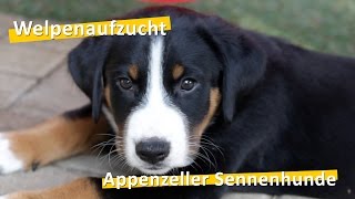 WauTV  Appenzeller Sennenhunde Welpen Aufzucht [upl. by Kasper]