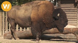 Amerikanischer Bison  Unsere Tierwelt Kurze Tierdokumentation [upl. by Birchard]