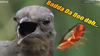 Lyre Bird Autotune Meme [upl. by Dott]