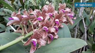 Cattleya guttata e outras orquídeas [upl. by Azilef562]