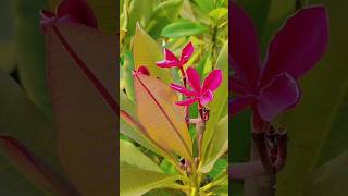 Plumeria  चंपा plumeria champa firangipari plumeriaflower terracegarden [upl. by Nollaf]