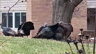 Wild turkey mating battle juvenile turkeys [upl. by Heinrik951]