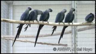 Spix Macaw at AWWP Qatar 2008  Ararinha Azul  Little Blue Macaw [upl. by Rehpitsirhc870]