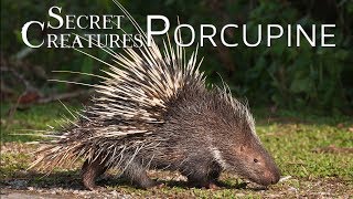 Secret Creatures Porcupine 🌿🦔 Natures Quill Masters [upl. by Akere]