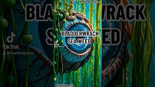 Bladderwrack Sea Weed [upl. by Arten608]