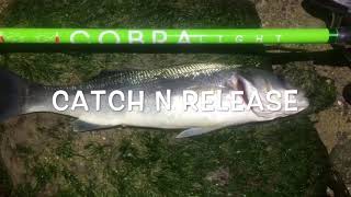 TRONIXPRO COBRA LIGHT vs JANUARY BASS [upl. by Wystand]