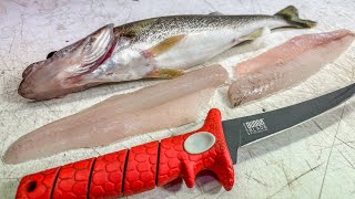 How To Get The PERFECT Walleye Fillet EVERY Time [upl. by Lledner]