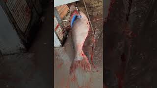 Amazing Fish Cutting Skills l Big Pangas Fish Cutting Video In Fish Marketshortvideo [upl. by Belmonte]