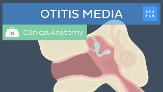 Middle ear infection Otitis media Definition pathogenesis symptoms and treatment  Kenhub [upl. by Tamarah]