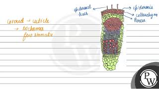 In dicot stem starch sheath is A Cortex B Epidermis C Endodermis D Pericycle [upl. by Briny563]