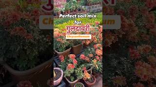 How to prepare soil mix for chrysanthemums soil [upl. by Ettenawtna]