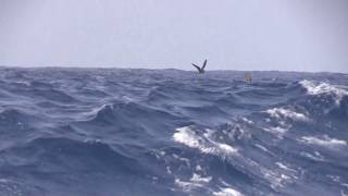 Bandrumped Stormpetrels 1st8th September 2017 Lanzarote North Atlantic [upl. by Granniah]