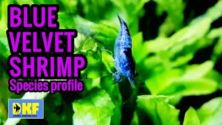 Blue Velvet Shrimp species profile [upl. by Idelia]