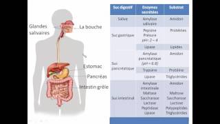 la digestion  3 ème année secondaire [upl. by Nebeur]