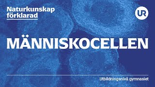 Människocellen förklarad  BIOLOGI  Gymnasienivå [upl. by Wolfram]