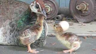 Baby Peacocks on Day Two of Life [upl. by Razaele]