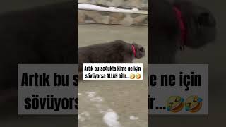 Kime sövdüruyorsunuz🤣 sessizyazar kedi cat keşfet öneçıkar shorst soğuk dünya turkey pazar [upl. by Dearr]