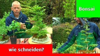 Bonsai Schneiden  Gestalten  Wissenswertes und Erklärungen zu den Miniaturbäumen mit [upl. by Animaj85]