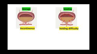 Urodynamic study  summary of TOG [upl. by Grani634]