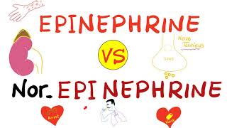 Epinephrine vs NorEpinephrine [upl. by Kant]