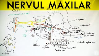 N Trigemen  Nervul MAXILAR [upl. by Nais155]