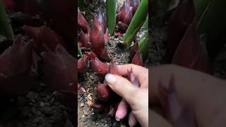 Beautiful nature and pruning of vegetables gardenplants gardeningharvest freshfood [upl. by Sotos]