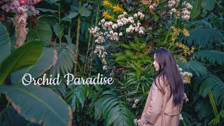 A Journey Through the Orchid Paradise at Kew Gardens  Natures Calming Sounds  Springtime Relax [upl. by Prent694]