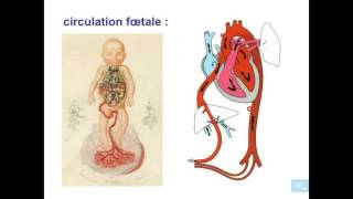 embryologie de lappareil cardio vasculaire partie 8 [upl. by Aisila]