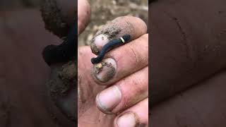 Baby RingNecked Snake [upl. by Novihs21]