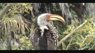 Southern Yellow Billed Hornbill [upl. by Aivitnahs582]