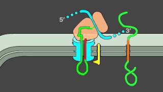 15 4 Protein Translocation [upl. by Mcclelland]